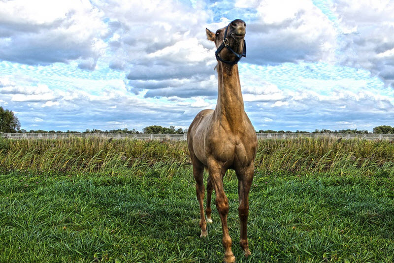 American Quarter Horse