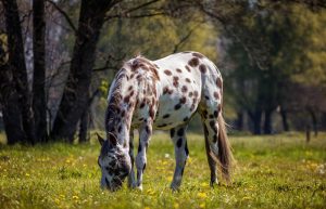 Appaloosa Horse