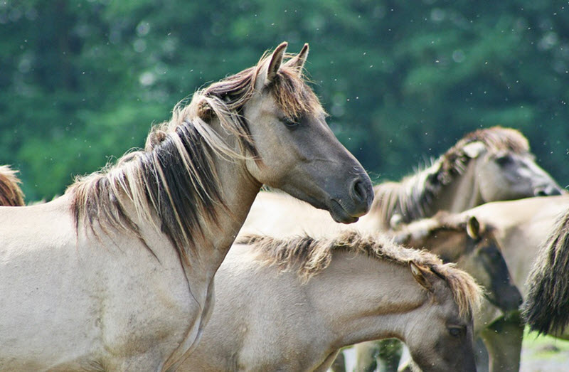 Brumby Horses