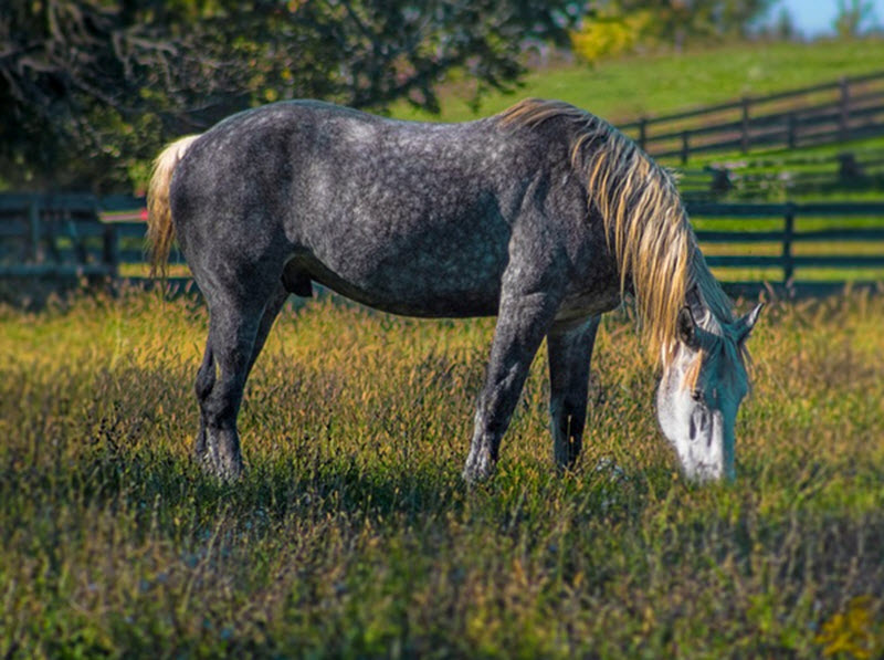 Percheron Horse 