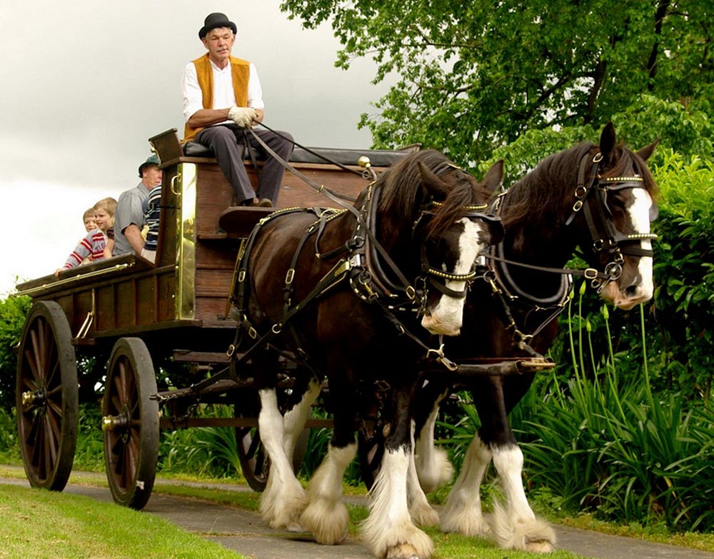 clydesdale